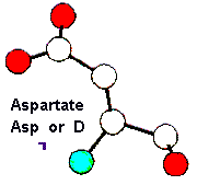 Amino Acid Aspartate and Hebrew letter Yod