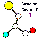 Amino Acid Cysteine and Hebrew letter Vau