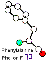Amino Acid Phenylalanine and Hebrew letter Kaph