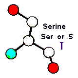 Amino Acid Serine and Hebrew letter Zain