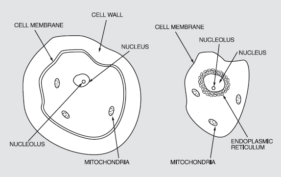 animal cell and plant cell differences. A bacterial/mould/plant cell