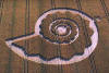 5 circulos_cosechas_133.jpg