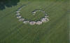 8 circulos_cosechas_136.jpg