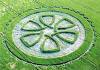 8 circulos_cosechas_146.jpg