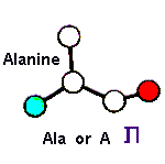 Amino Acid Alanine and Hebrew letter Tau