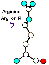 Amino Acid Arginine Hebrew letter Lamed