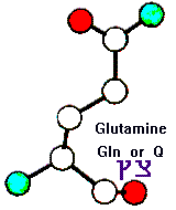 Amino Acid Glutamine and Hebrew letter Tzaddi