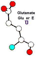 Amino Acid Glutamate and Hebrew letter Samekh