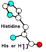 Amino Acid Histidine and Hebrew letter Nun