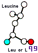 Amino Acid Leucine and Hebrew letter Pe