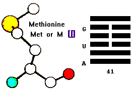 Amino Acid Methionine & Hebrew letter Shin & kua 41
