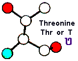 Amino Acid Threonine and Hebrew letter Teth