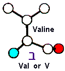 Amino Acid Valine and Hebrew letter Beth