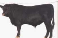 cattle