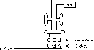 Transfer RNA molecule