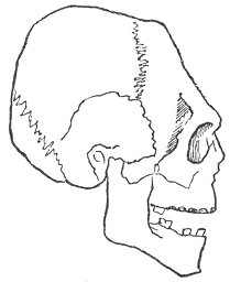 ANCIENT SWISS SKULL.