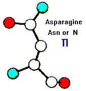 Amino Acid Asparagine and Hebrew letter Cheth