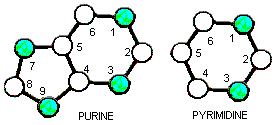Basic structure of Purines and Pyrimidines