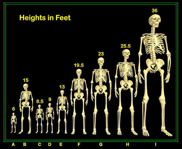 Giants Chart