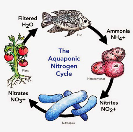 Some Tips to Help You Get Started with Aquaponics