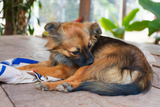 To prevent fleas with coconut oil, mix coconut oil and water in a spray bottle and use as a daily treatment