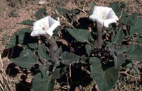 Sacred Datura