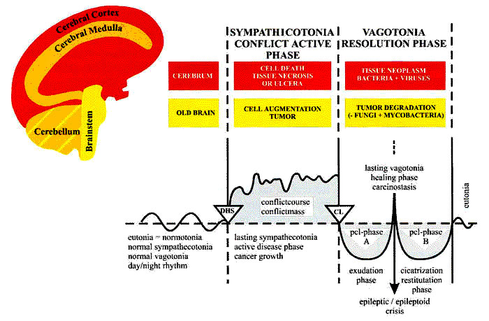 Scientific Chart Of German New Medicine