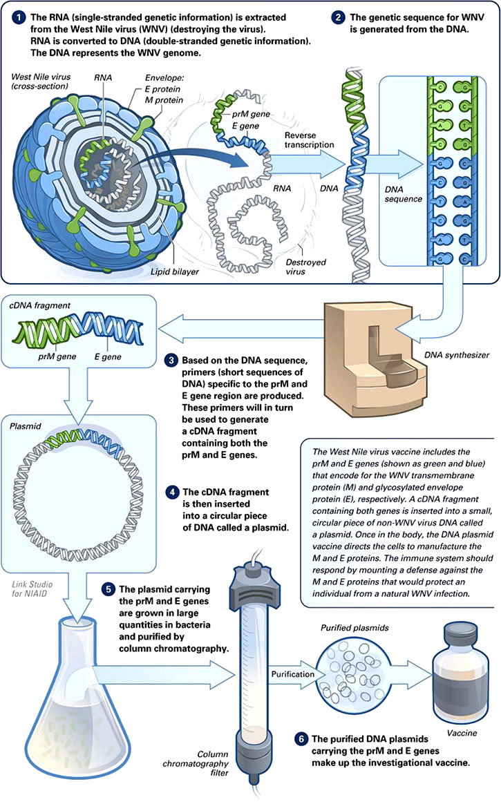 La Agenda de Vacunación - Transhumanismo Implícito gene vs dna vs rna diagram 